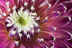 Dahlia Vancouver