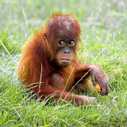 A Baby Orangutan