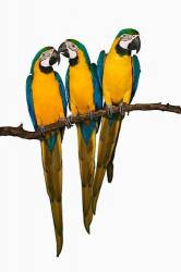 Blue And Yellow/Gold Macaw ( Ara Ararauna ) Group Of Three Perched Side By Side On A Branch Captive Animal / Studio Shot Bolivia , Eastern Panama