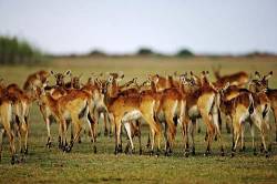 Herd Of Female Black Lechwe Walking Away From The Camera ( Kobus Lechwe Smithemani ) Vulnerable Species Lake Bangweulu Game Management Area Zambia