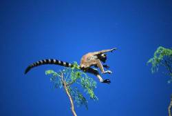 Ring Tailed Lemur Leaping Between Trees Preparing To Land Image 6 Of A Sequence Madagascar