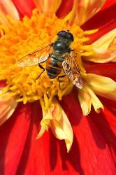 Feeling Of Summer , Hoverfly On Dahlia Ann Breckenfelder