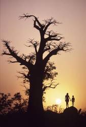 Mother And Child / Baobab Tree , Nigeria