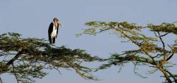 Acacia Trees With Marabou Stork Serengeti National Park , Tanzania