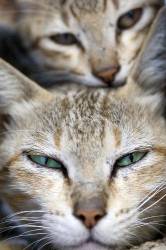 Mother Cat And Kitten Faces