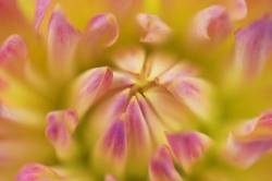 Dahlia Melody Allegro In A Totally Relaxed Mood