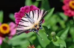 Butterfly In A Garden