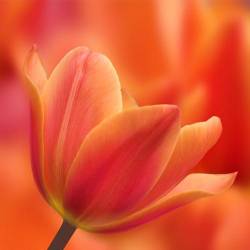 Symphony In Orange , A Tulip