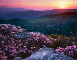 : Carolina Rhododendron Atop Table Rock Mountain At Sunset , Linville Gorge Wilderness , North Carolina , Spring