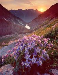 Columbine In Ruby Basin At Sunset , With Ruby Lake And The Twilight Peaks In The Distance , Weminuche Wilderness , Colorado