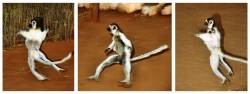 Composite Image Of Verreauxs Sifaka ( Propithecus Verreauxi Verreauxi ) Showing Their Style Of Locomotion When On The Ground They Seem To Dance As They Do Not Walk But Leap Sideways At High Speed Berenty , Madagascar
