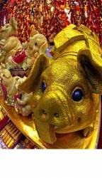 Chinese New Year Of The Pig 2007 , Shops Selling Decorations , Hong Kong , China