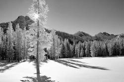 Sun Through Snow Covered Tree At Anthony Lakes In Winter