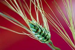 Wheat Closeup