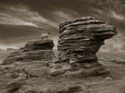 Sheep On Ox Stones Burbage Moor Derbyshire