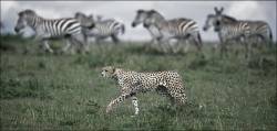 Cheetah On The Hunt With Nervous Zebra In The Background In Kenya