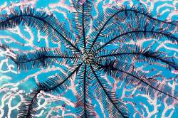 Crinoid / Feather Star ( Order : Comatulida ) Great Barrier Reef Marine Park , Queensland , Australia