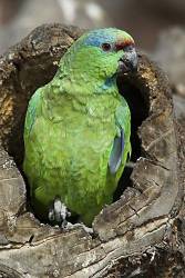 Amazon Parrot , Amazona Festival , Peru