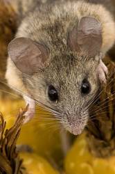 Cactus Mouse ( Peromyscus Eremicus ) . Arizona , USA