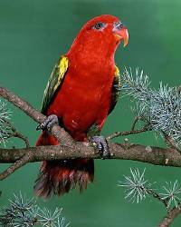 Chattering Lory ( Lorius Garrulus Garrulus )