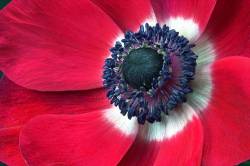 Very Red Anemone Coronaria