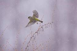 Flying Greenfinch , Carduelis Chloris , Europe