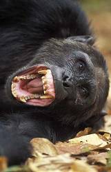 Chimpanzee Yawning , Pan Troglodytes , Mahale Mountains National Park , Tanzania