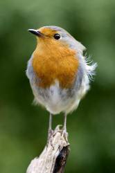 Robin Redbreast Perched On Wood