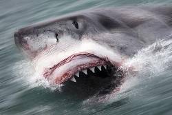 Great White Shark Attack