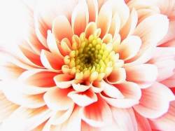 Single White Flower
