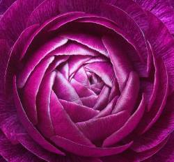Circular Symmetry ; A Turban Buttercup In Shining Armour