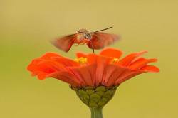 Hummingbird Moth