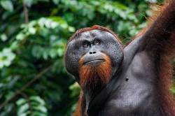 A Male Orangutan ( Pongo Pygmaeus ) , Sabah , Malaysia