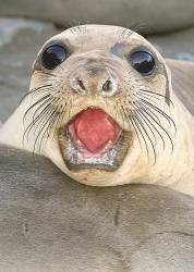 Stay Out ! Northern Female Elephant Seal Warding Off Intruders