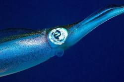 Detail Of Squid
