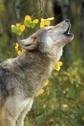 Howling Gray Wolf ( Canis Lupus ) , Autumn , Controlled Conditions