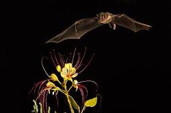 Lesser Long Nosed Bat ( Leptonycteris Curasoae ) Endangered Species Mesquite Branch ( Prosopis Pubescens ) Amado , Arizona , United States