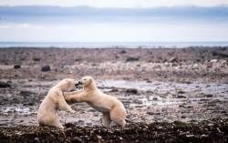 Alaska Churchill , Manitoba Diminishing Freeze Zones Slowly Shrink The Polar Bear Hunting Grounds , Forcing Them Inland For Food