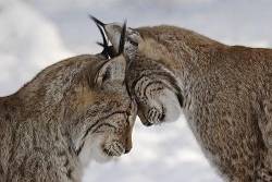 Two Lynxes In Love In Winter European Lynx