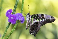 Tailed Jay Butterfly Graphium Agamemnon