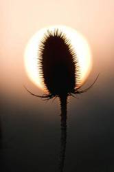 Teasel Silhouette At Sunrise 3