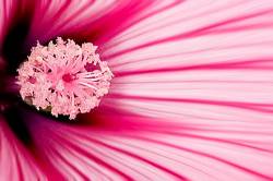 Pink Flower