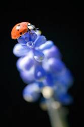 Ladybird Beetle On Grape Hyacinths