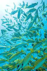 Shoal Of Bluelined Snappers