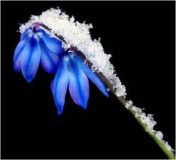 Flowers Covered With Snow