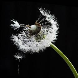 Wet Dandelion Dispersing Its Seeds