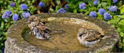 Two Sparrows ( Passer Domesticus ) In Bird Bath , Uk