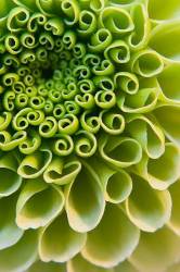 Abstract Detail Of Chrysanthemum