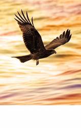 Chinese Black Kites ( Milvus Migrans ) , Hong Kong , China