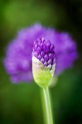 Allium Hollandicum Purple Sensation Flowering 1